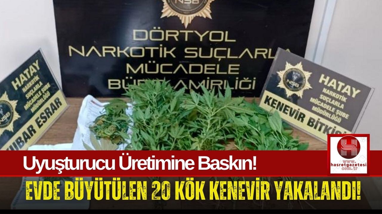 Dörtyol'da Kenevir Skandalı! Şüpheli Hakkında İşlem Başlatıldı!