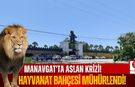 Kaçan Aslanın Bulunduğu Hayvanat Bahçesi Mühürlendi!