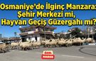 Osmaniye'de İlginç Manzara: Şehir Merkezi mi, Hayvan Geçiş Güzergahı mı?