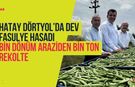 Hatay Dörtyol’da Dev Fasulye Hasadı: Bin Dönüm Araziden Bin Ton Rekolte