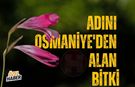 Adını Osmaniye'den Alan Bitki
