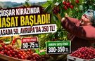 Avrupa'nın Gözdesi Çiğşar Kirazında Hasat Başladı! Kasada 50, Avrupa'da 350 TL!