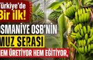 Türkiye'de Bir İlk! Osmaniye OSB'nin Muz Serası Hem Üretiyor Hem Eğitiyor
