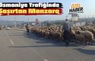 Osmaniye Trafiğinde Şaşırtan Manzara ve Koyun Sürüsü
