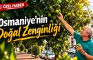 Osmaniye'de Kaldırımda Bedava Bereket!