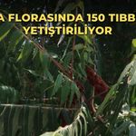 Adana florasında 150 tıbbi bitki yetiştiriliyor