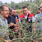 Osmaniye’de Dolu Felaketi! Tarım Ekipleri Zeytin Bahçeleri İçin Seferber Oldu