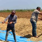 Adana yer fıstığı hasadı başladı