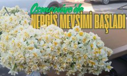 Osmaniye'de Nergis Mevsimi Başladı