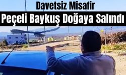 Davetsiz Misafir Peçeli Baykuş Doğaya Salındı