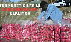 Kadirli'de Turp Hasadı Başladı: Rekolte Düşüşte