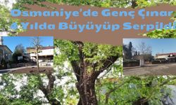 Osmaniye’de Genç Çınar 4 Yılda Büyüyüp Serpildi