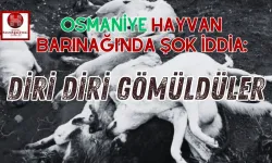 Osmaniye Hayvan Barınağı'nda Katliam İddiası!