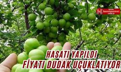 Hasatı Yapıldı.. Fiyatı Dudak Uçuklatıyor!