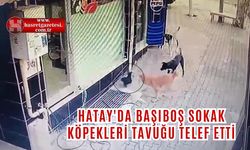 Hatay'da Başıboş Sokak Köpekleri Tavuğu Telef Etti