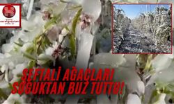 Şeftali Ağaçları Buz Tuttu