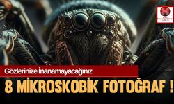 Gözlerinize İnanamayacağınız 8 Mikroskobik Fotoğraf