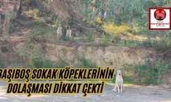 Başıboş Sokak Köpeklerinin Dolaşması Dikkat Çekti