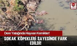 Adana'da Dere Yatağında Hayvan Kemikleri Alarmı!