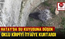 Hatay'da Su kuyusuna düşen oklu kirpiyi itfaiye kurtardı