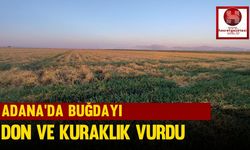 Adana'da Buğdayı don ve kuraklık vurdu