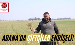 Adana'da Çiftçiler Endişeli!