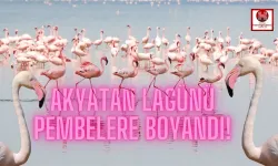 Akyatan Lagünü Flamingolarla Canlandı!