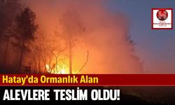 Hatay'da Ormanlık Alan Alevlere Teslim Oldu