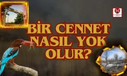 Kırmıtlı Kuş Cenneti Nerededir? Şimdi Ne Halde?