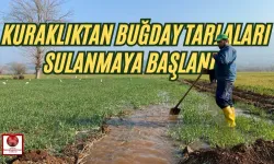 Kuraklık Osmaniye'yi Kötü Etkiledi! Buğdaylar Sulandı!