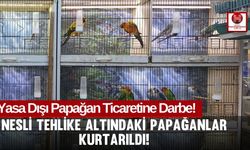 CITES Evraksız 97 Papağan Yakalandı! İşletmeye 156 Bin TL Ceza Kesildi!