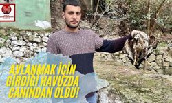 Avlanmak İçin Girdiği Havuzda Canından Oldu!