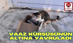 Vaaz Kürsüsünün Altına Yavruladı