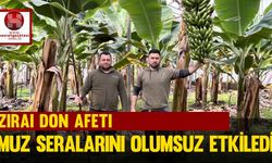 Zirai Don Afeti Muz Seralarını Olumsuz Etkiledi