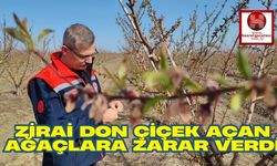 Zirai Don Çiçek Açan Ağaçlara Zarar Verdi