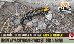 Osmaniye Ürün Yaylası’nda Ateş Semenderi Şaşkınlığı