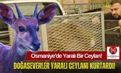 Osmaniye'de Nesli Koruma Altında Olan Yaralı Ceylan Kurtarıldı!