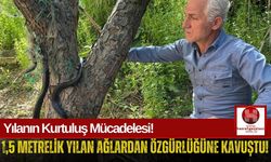 Ağa Dolanan Yılan İçin 30 Dakikalık Çaba!