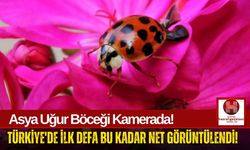 Asya Uğur Böceği'nin Türkiye'de İlk Kez Bu Netlikte Fotoğrafı Çekildi!