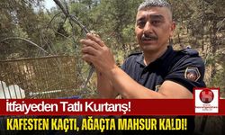 Ağaçtaki Mahsur Muhabbet Kuşu İçin İtfaiyeden Sepetli Çözüm!