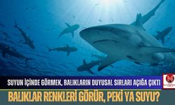 Suyun İçinde Görmek, Balıkların Duyusal Sırları Açığa Çıktı.. Balıklar Suyu Görebilir Mi?