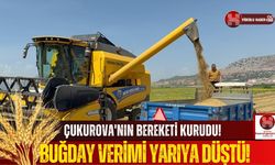 Çukurova'da Üzücü Hasat! Kuraklık Verimi Düşürdü!