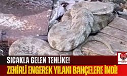 Havaların Isınmasıyla Uyanan Engerek Yılanı Evlerin Bahçesine İndi!