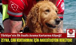 Türkiye'nin İlk Su Altı Kurtarma Köpeği Zeyna!