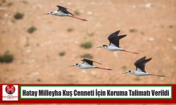 Hatay Milleyha Kuş Cenneti İçin Koruma Talimatı Verildi