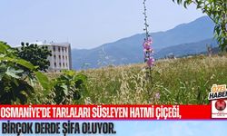 Osmaniye Ovalarında Açan Sessiz Şifa: Hatmi Çiçeği