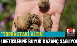 "Topraktaki Altın" Salep, Üreticilerine Büyük Kazanç Sağlıyor
