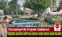 Osmaniye'de Sokak Köpekleri 10 Yaşındaki Çocuğa Saldırdı!