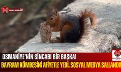Osmaniye’nin Yeni Fenomeni! Bayram Kömbesi Yiyen Sincap Viral Oldu!