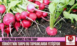 Türkiye'nin Turp Deposu Kadirli